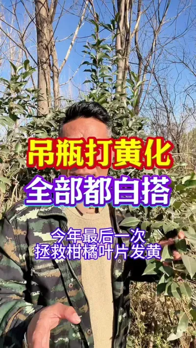 #柑橘种植 #柑橘黄化 #黄化 #分享农业知识帮农民增产增收 #抖音助农