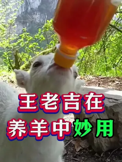 王老吉在养羊中妙用 #养羊 #科学养羊 #新手养羊 #牛羊养殖