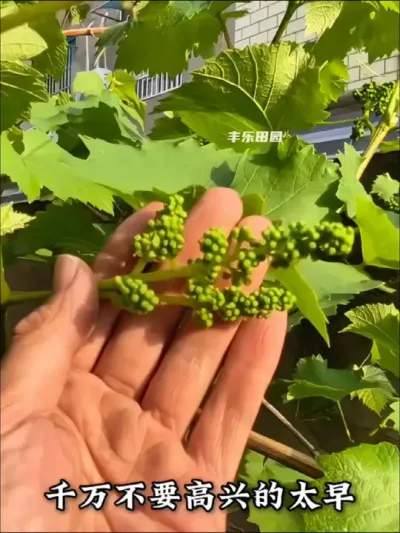 种葡萄可以用#葡萄专用肥 促花保果，补充磷钾肥，增加口感#葡萄 #葡萄种植 #家庭种植 #种植小技巧