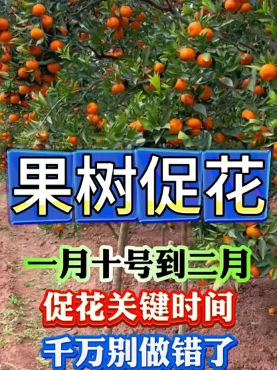 一月十号开始，就是促花最关键30天 #果树种植   #果树管理   #果园管理