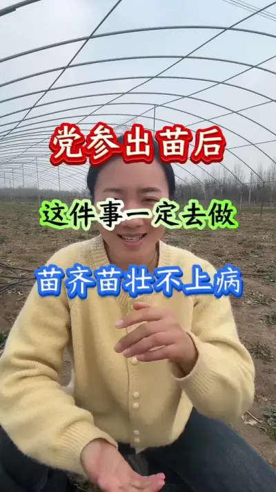党参种植 党参出苗后这件事一定去做苗齐苗壮不上病 #党参种植 #党参管理 #党参高产