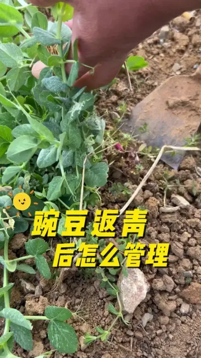 豌豆返青后怎么管理？豌豆怎么追肥最好？#种植小技巧 #关注我一起学种菜 #我的小菜园 #每天分享蔬菜种植技巧 #阳台种植
