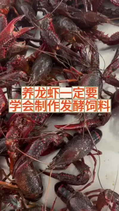 养虾要学会制作发酵饲料 #三农 #农业 #小龙虾 #渔德盛 #2025新农人计划