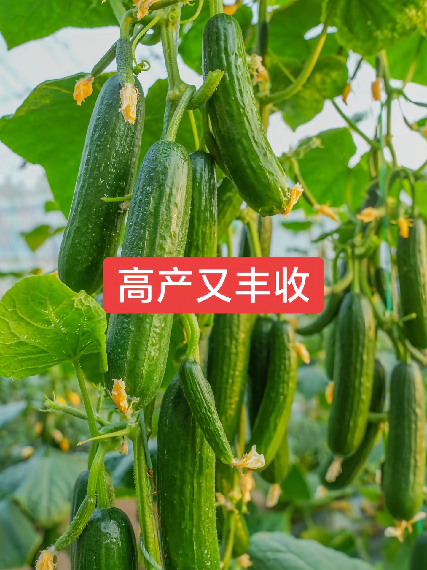 http://static.ixuenong.com/pxn/uploads/prod/thirdfile/2025/05/bfae4e6272c71eff3649c0e638434bcd.jpg