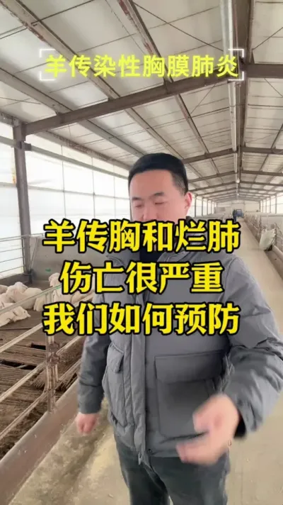 羊传胸烂肺病这种问题该如何预防一个视频给你讲清楚 #畜牧养殖   #猪牛羊传染性胸膜肺炎   #牛羊烂肺病