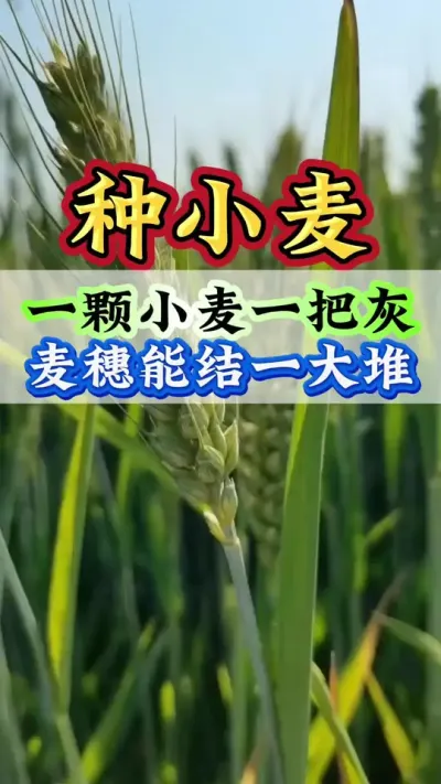 一颗小麦一把灰 麦穗能结一大堆#小麦#小麦种植#高产小麦 #小麦管理#小麦高产技术