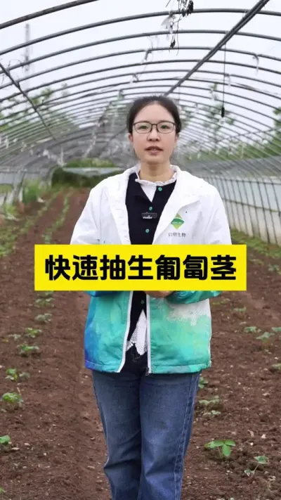 草莓育苗快速抽生匍匐茎有方法！#启明生物大师姐 #农业种植 #草莓种植管理技术和方法 #新农人计划 #三农
