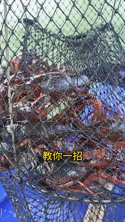 教你一招，让你的虾提前出塘产量高 #三农 #农业 #渔德盛 #小龙虾 #2025新农人计划