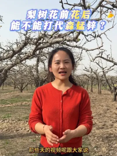 梨树花前花后有用代森锰锌的朋友可以评论区留言分享一下#来抖音学农技 #梨树 #果树管理 #杀菌剂#代森锰锌