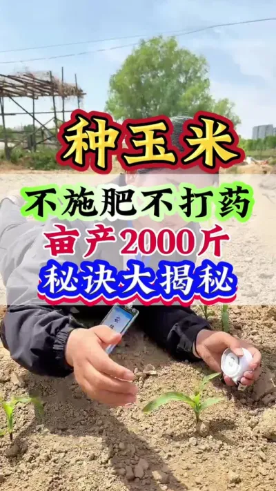 玉米不施肥不打药，亩产2000斤秘诀大揭秘#玉米 #玉米管理 #玉米高产 #玉米种植 #种玉米