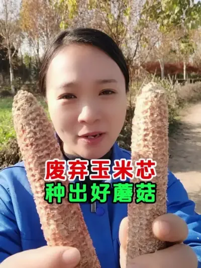 废弃玉米芯泡三五天，轻松种出好蘑菇 #玉米芯种蘑菇 #种蘑菇 #蘑菇菌种 #今日三农爆款