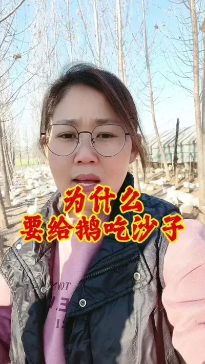 为什么要给鹅吃沙子#科学养鹅 #养鹅技术分享 #养鹅 #养鹅技术 #鹅