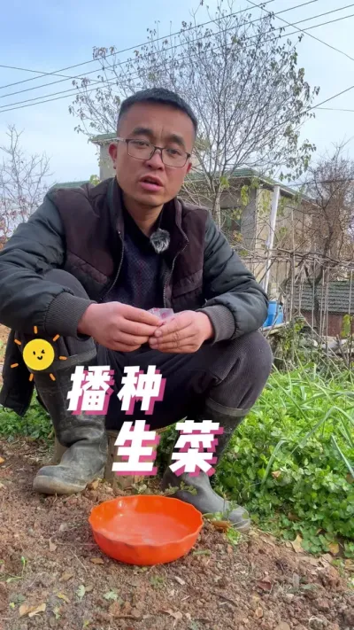 生菜怎么种？播种越冬生菜#我的小菜园 #自己种的纯天然的绿色蔬菜 #关注我一起学种菜 #种植小技巧 #学种菜
