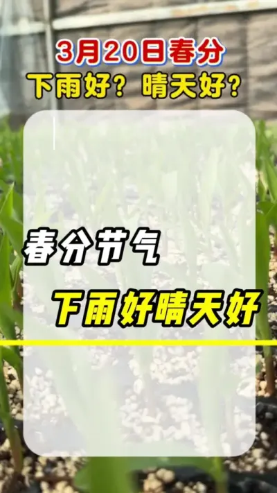 春分节气，下雨好晴天好#农业种植 #农谚#玉米#春分 #春分节气