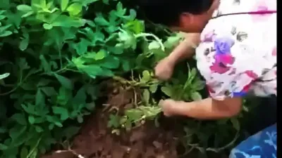 你种的花生结果多吗？有这效果吗#分享农业知识帮农民增产增收 #高产花生#种地能致富 #