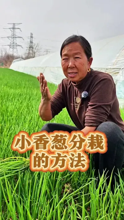 小香葱分栽的方法 小香葱分栽的方法给大家示范一下#香葱 #小香葱 #种植小技巧 #生菜杨姐 #蔬菜种植 @DOU+小助手