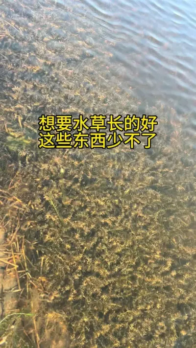想要水草长的好，这些东西少不了 #水产养殖 #大闸蟹养殖 #水草