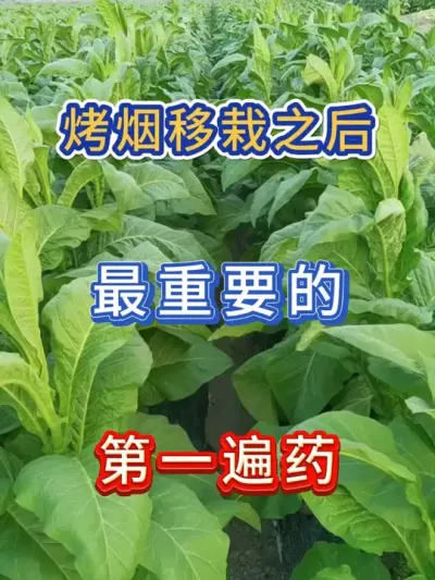 烤烟移栽以后，最重要的，第一遍药 #种植小技巧 #烤烟 #烤烟种植技术与管理 #烤烟种植 #农业种植