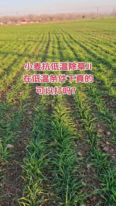 抗低温除草在低温条件下可以打吗#农业种植 #农业人 #抖音助农扶农 #小麦 #种地不容易