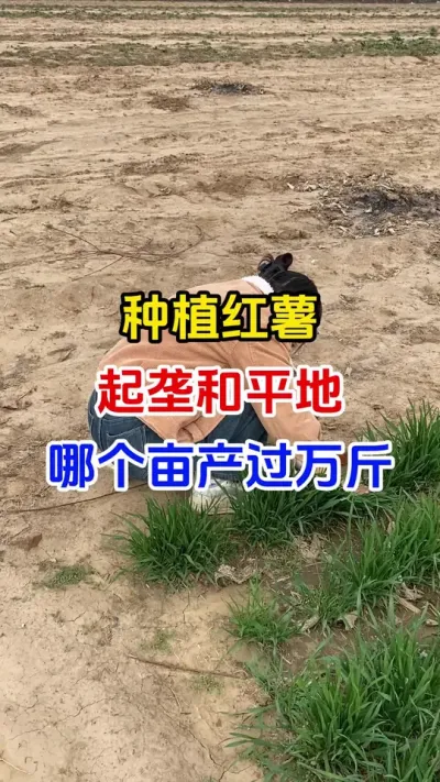 种红薯平地种植和起垄种植哪个好#红薯种植#红薯底肥#红薯管理#红薯高产