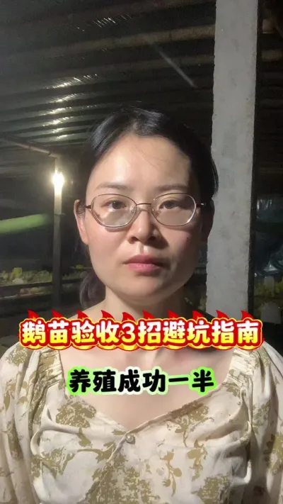 鹅苗验收3招避坑指南，养殖成功一半#养鹅人 #养鹅 #养鹅技术分享 #鹅苗 #三农