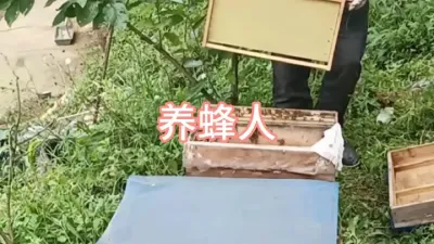 养蜂人很闲吗#蜜蜂养殖 #三农 #蜂蜜