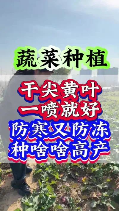 干尖黄叶一喷就好防寒又防冻种啥啥高产#种植小技巧 #农业种植 #三农 #抖音助农 #蔬菜种植