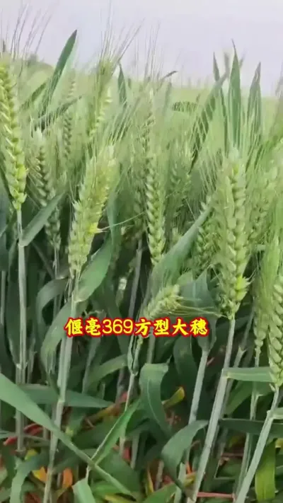 小麦想高产，后期管理很关键#抖音助农#新农人#高产#种植#小麦