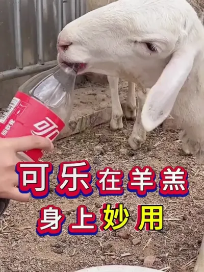 可乐在羊羔身上妙用 #养羊 #科学养羊 #新手养羊 #牛羊养殖