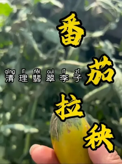春天虫子开始多起来了，白粉虱真的太喜欢番茄了，乌泱泱的一大片，赶紧拉秧了！#记录我的种植生活 #盆栽果树 #盆栽番茄#番茄种植#病虫害
