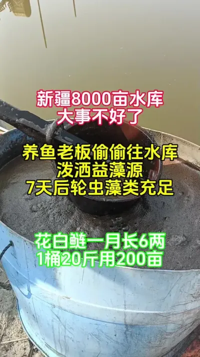 大水库养花白鲢用了它，不喂料也能蹭蹭长 #水产养殖 #鱼苗养殖 #鱼虾蟹养殖 #花白鲢养殖 @抖加🔥上热门🔥dou+🔥热点宝