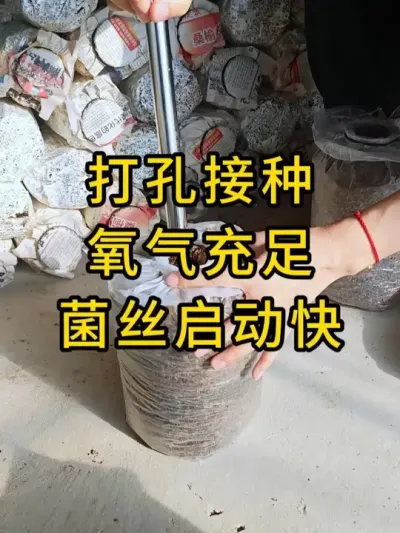 平菇种植。小工具大用途，全国发货#平菇种植 #打孔器 #菌种打孔器