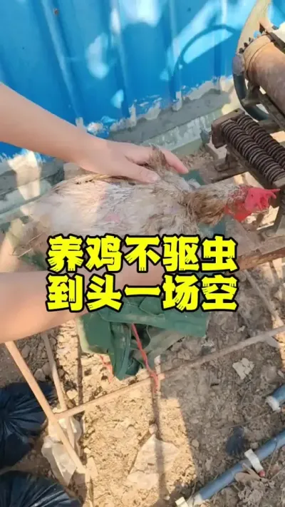养鸡不驱蟲到头一场空#鸡病防治 #科学养鸡 #养鸡技术 #养鸡