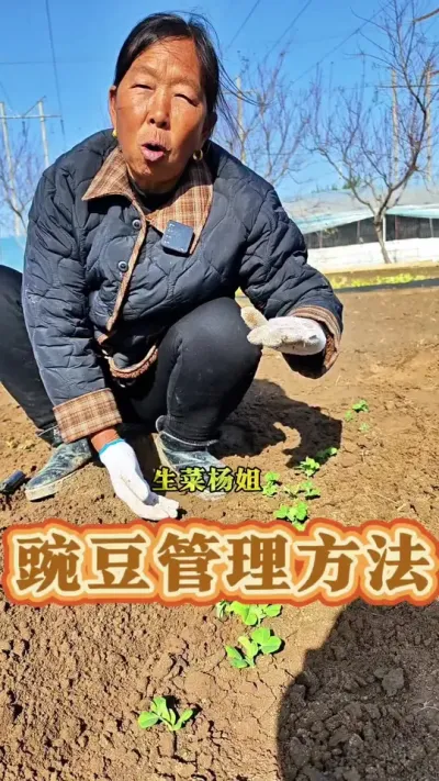 豌豆管理方法 豌豆的管理方法#豌豆种植 #生菜杨姐 #蔬菜种植 #每天分享蔬菜种植技巧 @DOU+小助手