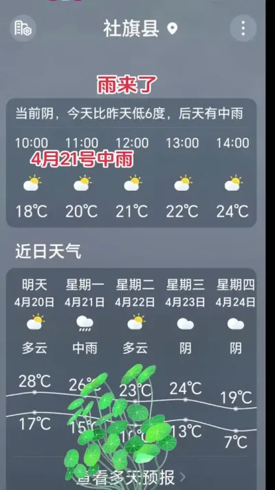 春花生是雨前播种好，还是雨后播种好#花生 #抖音助农#新农人#种植 #高产