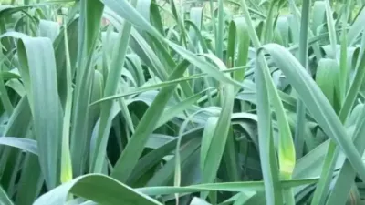 大蒜的超高产年后管理#土壤改良 #农业技术推广 #农业种植技术 #大蒜种植技术 #农业种植
