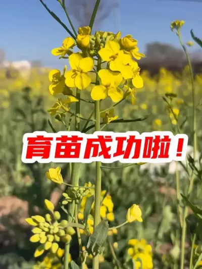 我的铁皮柿子育苗成功啦 #育苗 #种苗培育 #我的小菜园 #种植小技巧