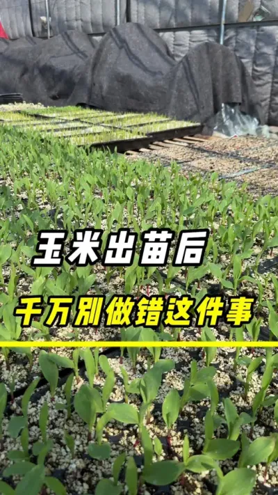 玉米出苗后，千万别做错这件事#玉米 #农业 #三农 #玉米种植 #玉米高产管理