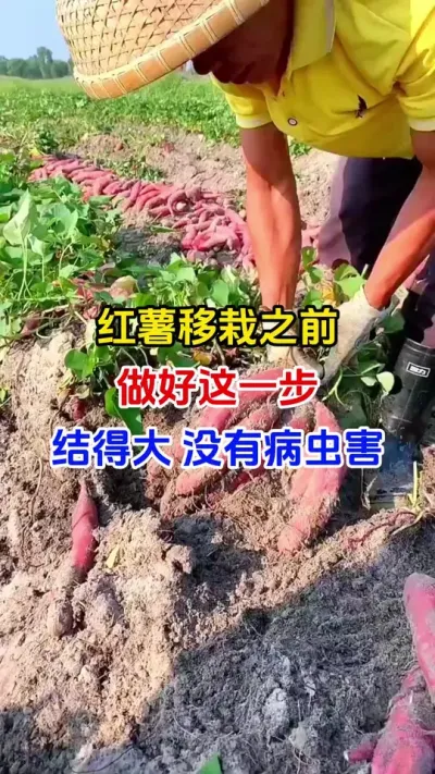 红薯移栽之前做好这一步，高产无病虫害#红薯种植#红薯蘸根#红薯移栽#红薯高产#种植小技巧