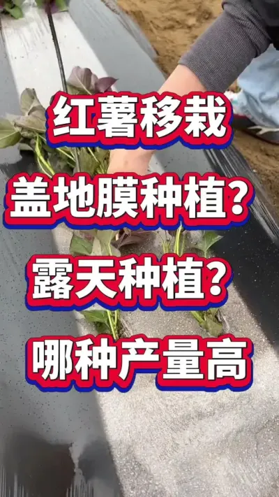 红薯种植方法#红薯盖地膜 #红薯种植 #红薯高产种植 #红薯种植技术 #红薯高产