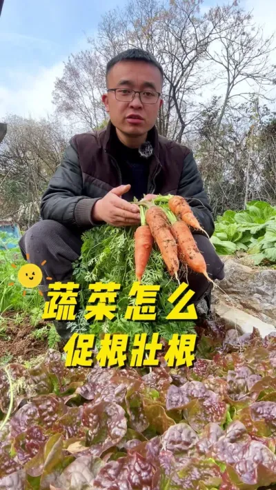 蔬菜怎么促根状根？蔬菜怎么才能长得好？#关注我一起学种菜 #自己种的纯天然的绿色蔬菜 #我的小菜园 #种植小技巧 #记录我的种植生活