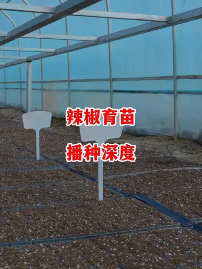 育苗播种深度及其注意事项#辣椒种植 #辣椒 #小米辣 #线椒 #来抖音学农技