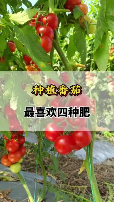 种植西红柿，最喜欢的四种肥#番茄种植方法及管理技术 #西红柿种植技术与管理法 #番茄施肥管理  #番茄种植技巧和方法 #西红柿种植技术