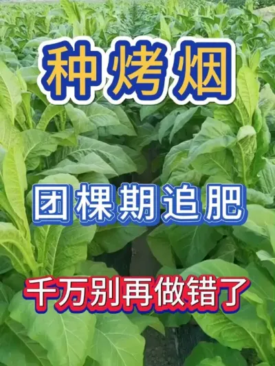 烤烟团棵期这样追肥，才能正常落黄，产量高 #烤烟种植技术与管理 #烤烟种植 #烤烟 #烟草种植