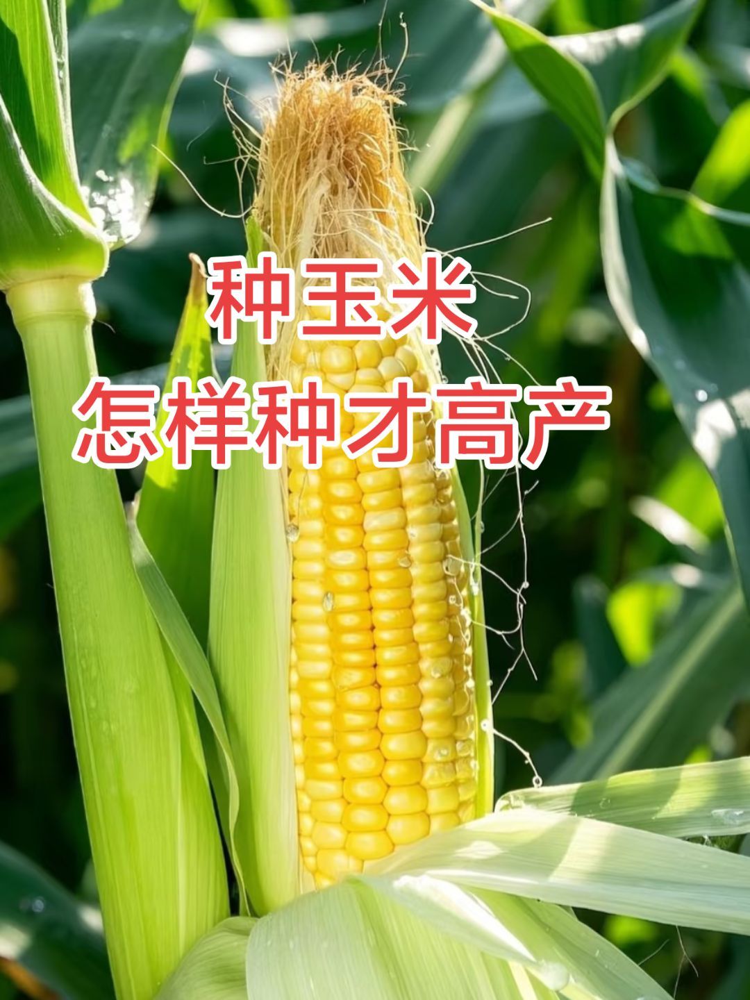 http://static.ixuenong.com/pxn/uploads/prod/thirdfile/2025/05/c39a721e2489ce87b4c91659d660f25d.jpg