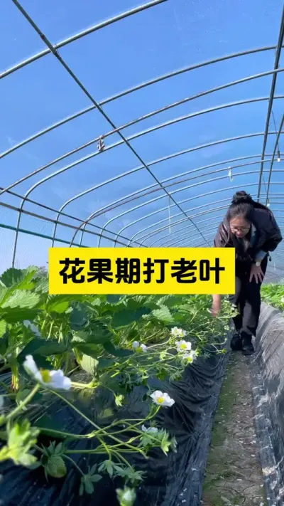 草莓在花果期还需要打老叶吗？需要的！#启明大师姐 #草莓种植管理技术和方法 #农业技术推广 #草莓种植 #病虫害防治
