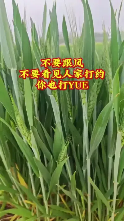 防止小麦赤霉B，把握最佳时期是关键。正常情况下，打Y应掌握在无花早盛花迟见花打Y正当时，但是也不要太S板。今年抽穗期，温度高小麦就会边抽穗儿边养花，穗抽出百分之七八十就可以打了。#抖音助农#种植#小麦