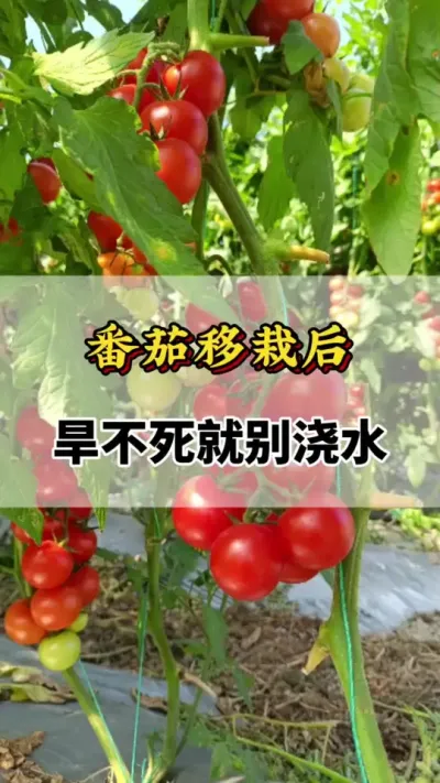 番茄移栽后，旱不死就不浇水#番茄种植方法及管理技术 #番茄浇水 #西红柿种植技术与管理法 #番茄种植技术 #西红柿的种植技术