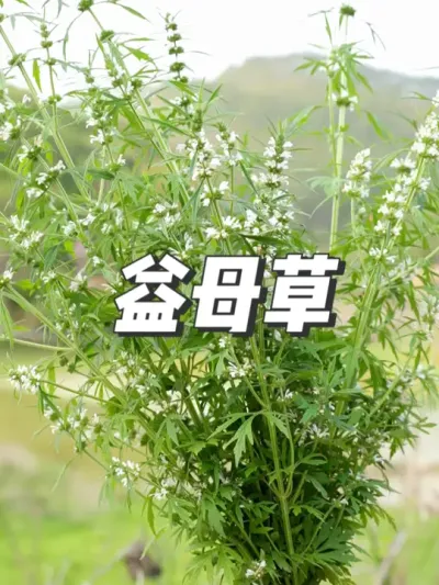 《本草纲目》叫茺蔚，因女生所需名换益母草，可以泡脚、煮鸡蛋、 熬制益母草膏。#益母草 #茺蔚 #大自然的馈赠 #我的乡村生活 #新农人计划2025