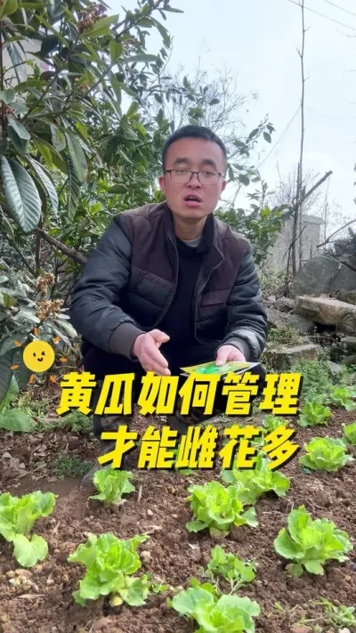 黄瓜如何管理才能雌花多？雄花少？黄瓜怎么管理才能结的多？#种植小技巧 #关注我一起学种菜 #每天分享蔬菜种植技巧 #学种菜 #我的小菜园